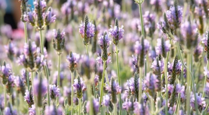 Lavender Lavandula Multifida (Lavender Mesir)