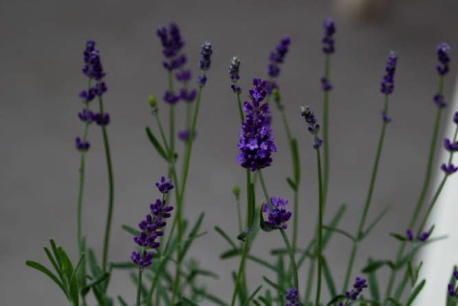 Lavender Lavandula Rotundifolia