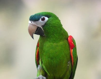 Noble Macaw