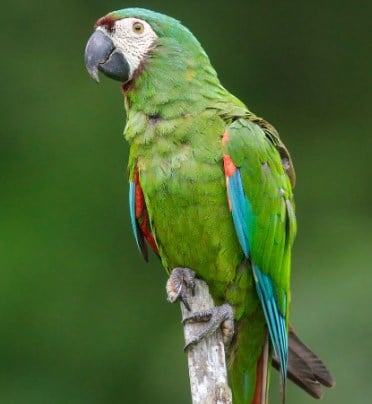 Severa Macaw