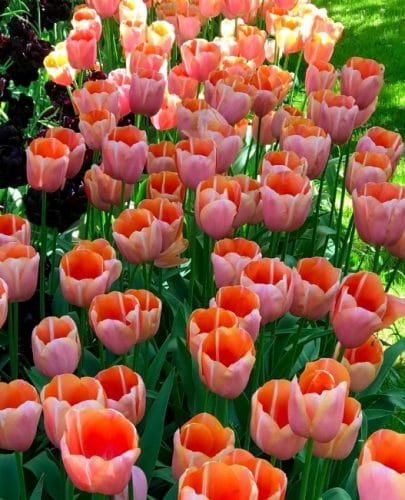 Tulip Menton