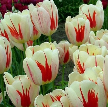 Tulip Putih Himalaya