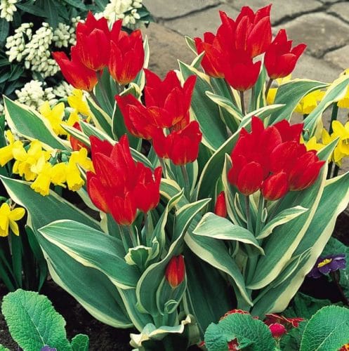Tulip Unicum
