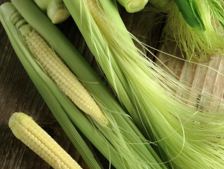 Cara Menanam Jagung Baby Corn