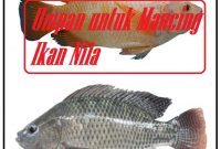 Umpan untuk Mancing Ikan Nila