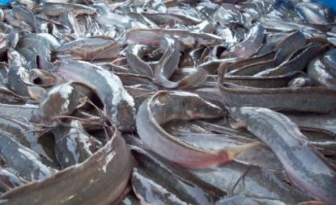 Umpan Belut Untuk Ikan Lele Terbaru 2021