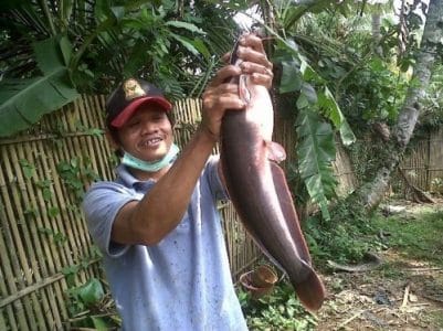 Umpan Jitu Mancing Ikan Lele Kolam Harian