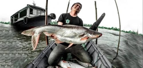 Umapan Ikan Patin di Sungai Paling Mantul