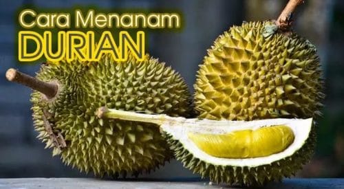 Cara Menanam Pohon Durian dengan Benar