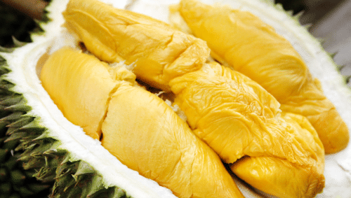 Panduan Lengkap Cara Menanam Pohon Durian Agar Cepat Berbuah